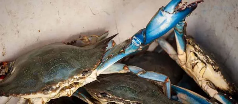 Blue Crab