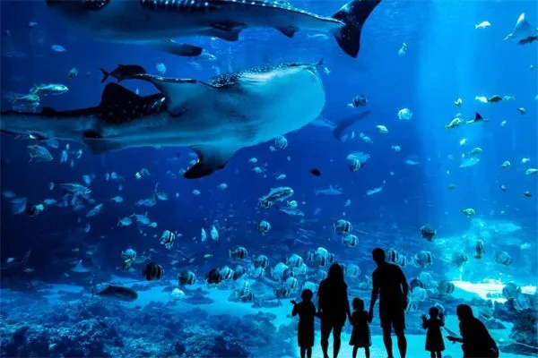 Georgia Aquarium - điểm đến khi có vé máy bay đi Georgia
