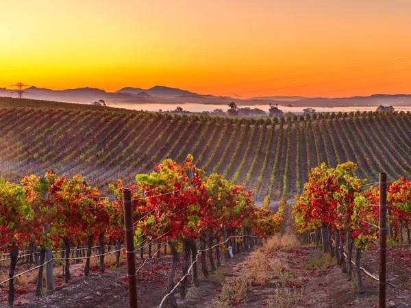 Napa Valley Wine California