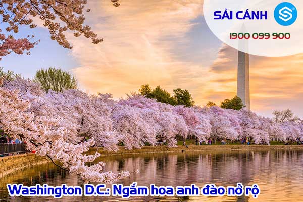 Washington D.C.: Ngắm hoa anh đào nở rộ