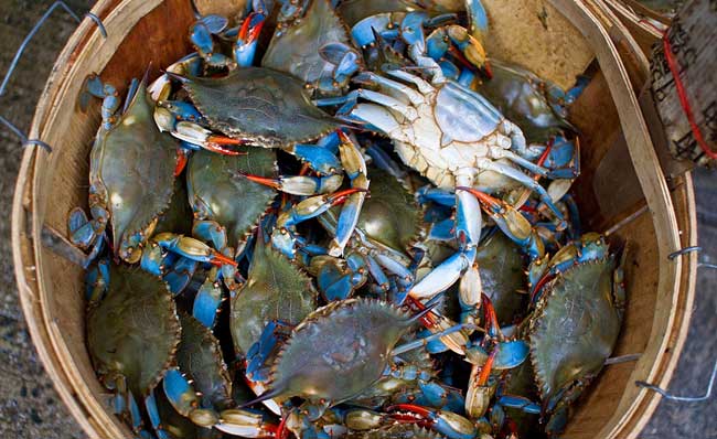 Cua xanh Chesapeake (Chesapeake Blue Crab)