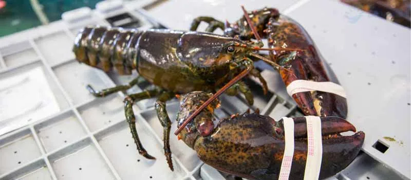 lobster maine