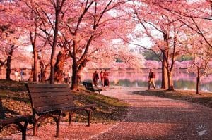 Washington D.C.: Lễ hội Hoa anh đào (National Cherry Blossom Festival)