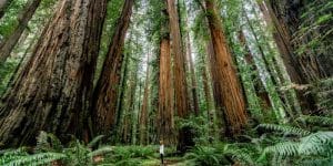 Công viên Quốc gia & Bang Redwood (Redwood National and State Parks)